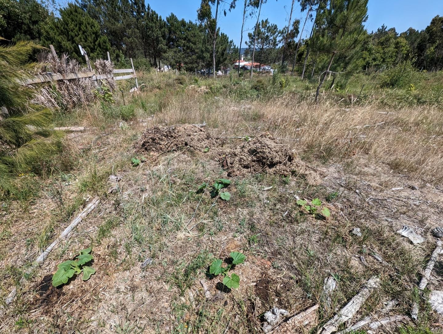 Moving biomass around to mulch the courgette patch and bare soil areas of the west swale berm