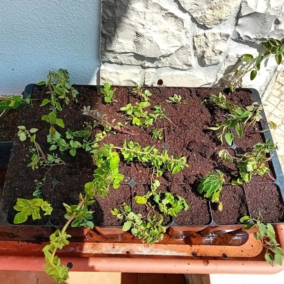 Propagating oregano 🤞Better late than never