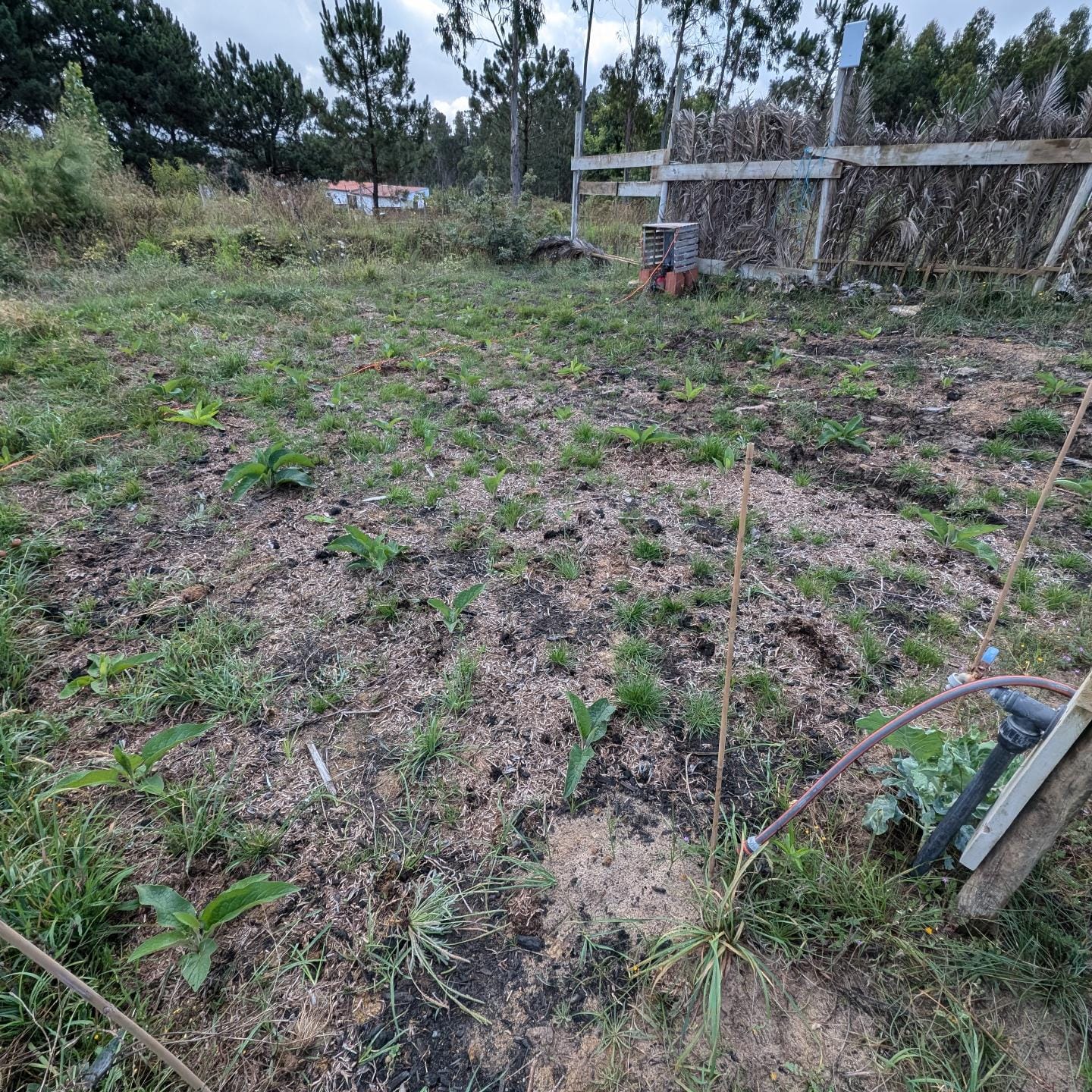 Weeding the comfrey patch