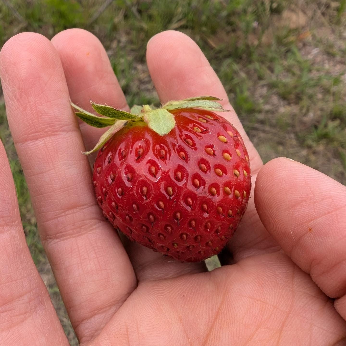 I was almost about to eat it but then our youngest child showed up