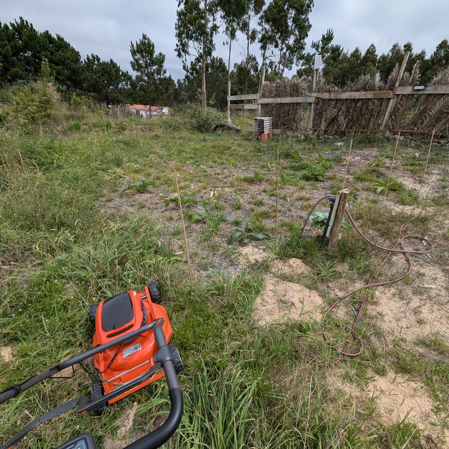 Mowing and weeding the comfrey patch