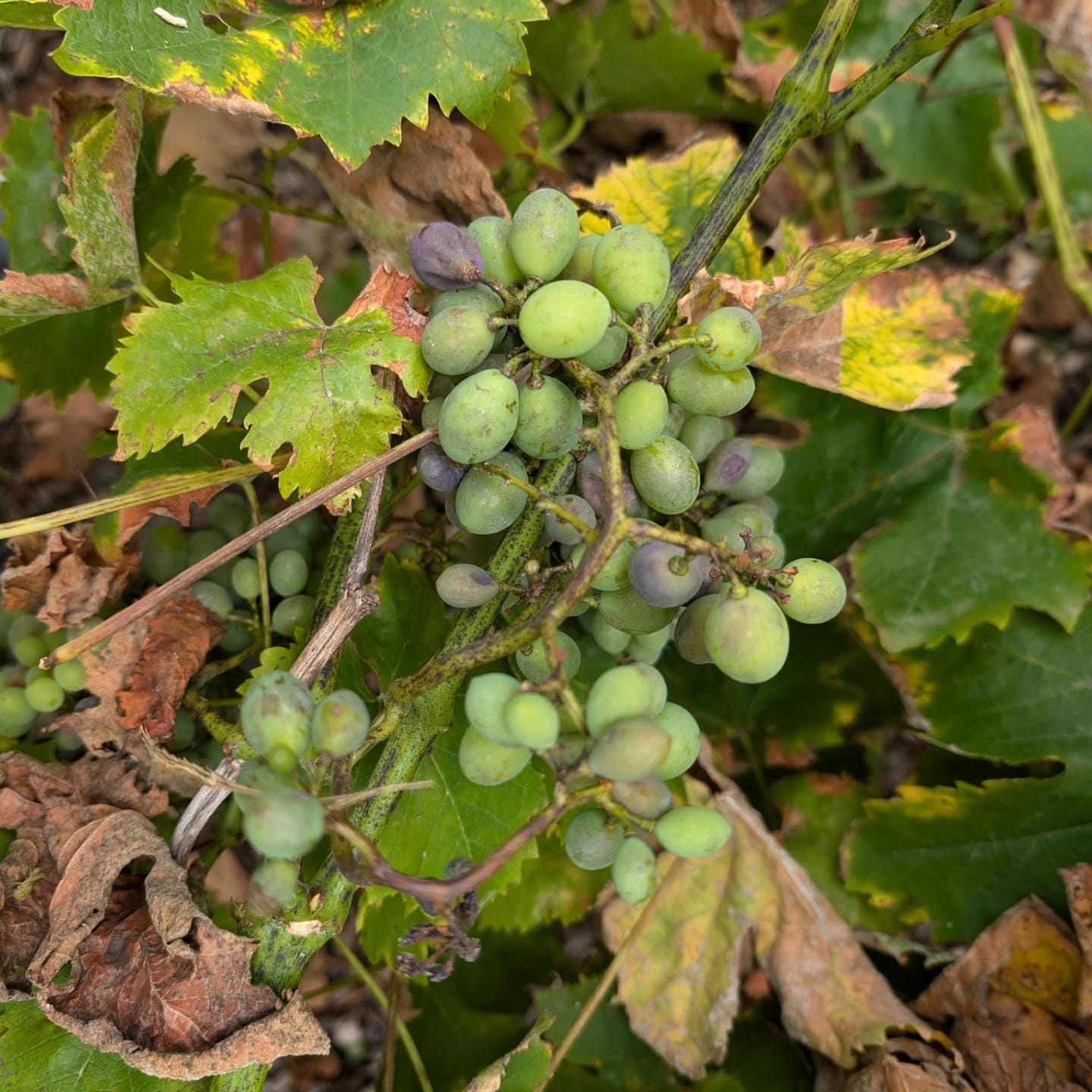 We lost all the grapes in the small vineyard that came with our plot