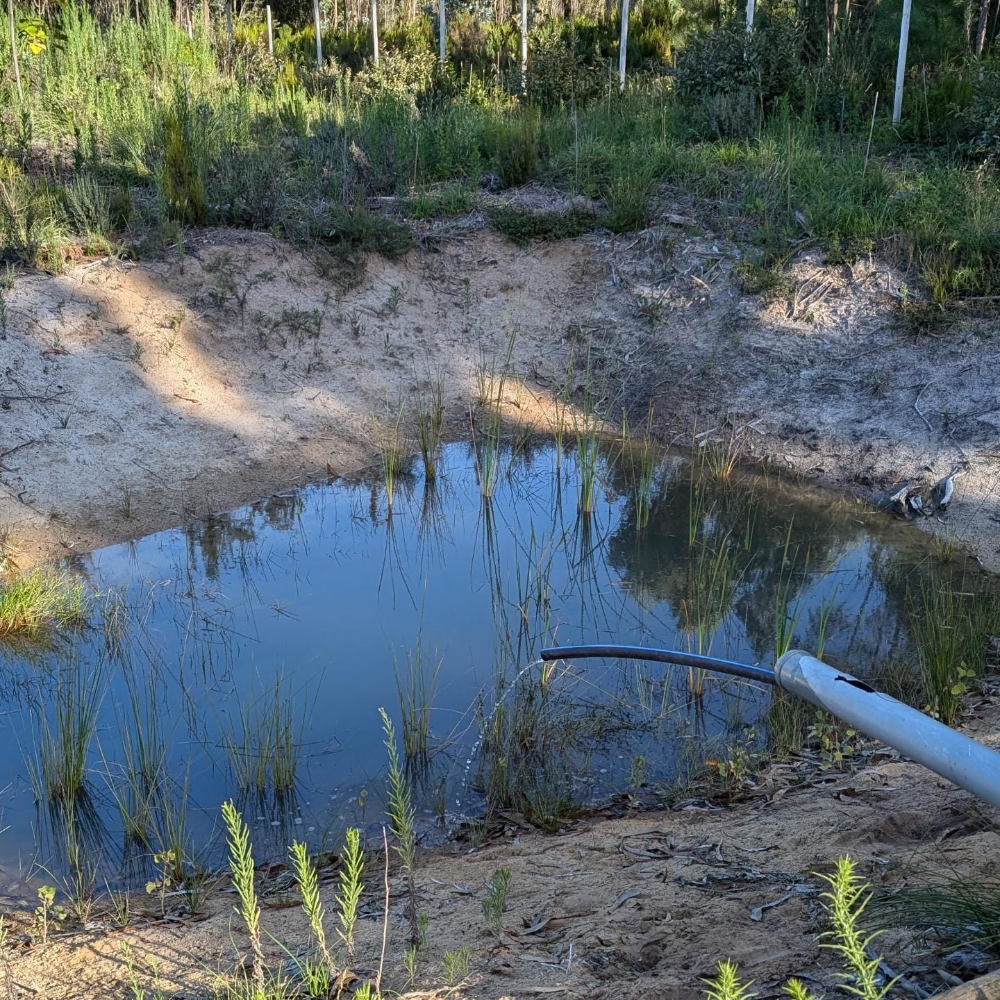 South pond confirmed to be part of the 3 pond link system!