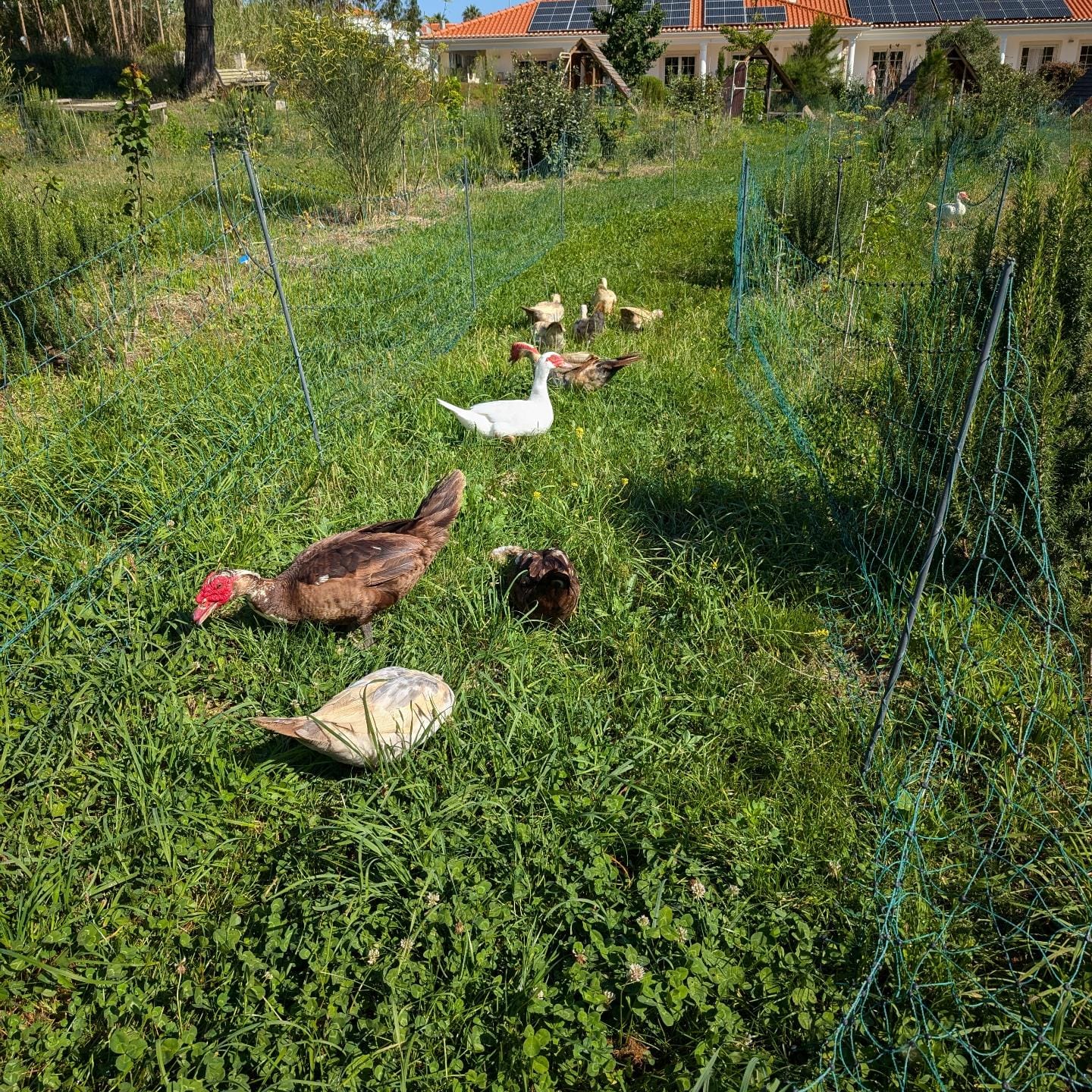 Fresh grass for the adult birds