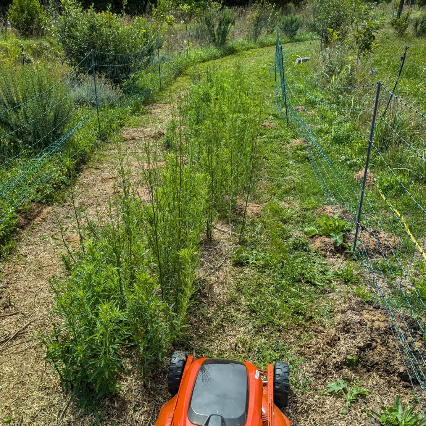 Mowing the pasture strips recently vacated by the ducks and geese