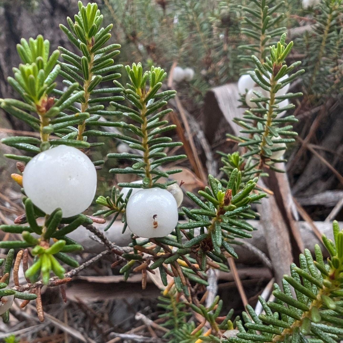 A dream come true: we have Portuguese crowberries, camarinhas, in our garden