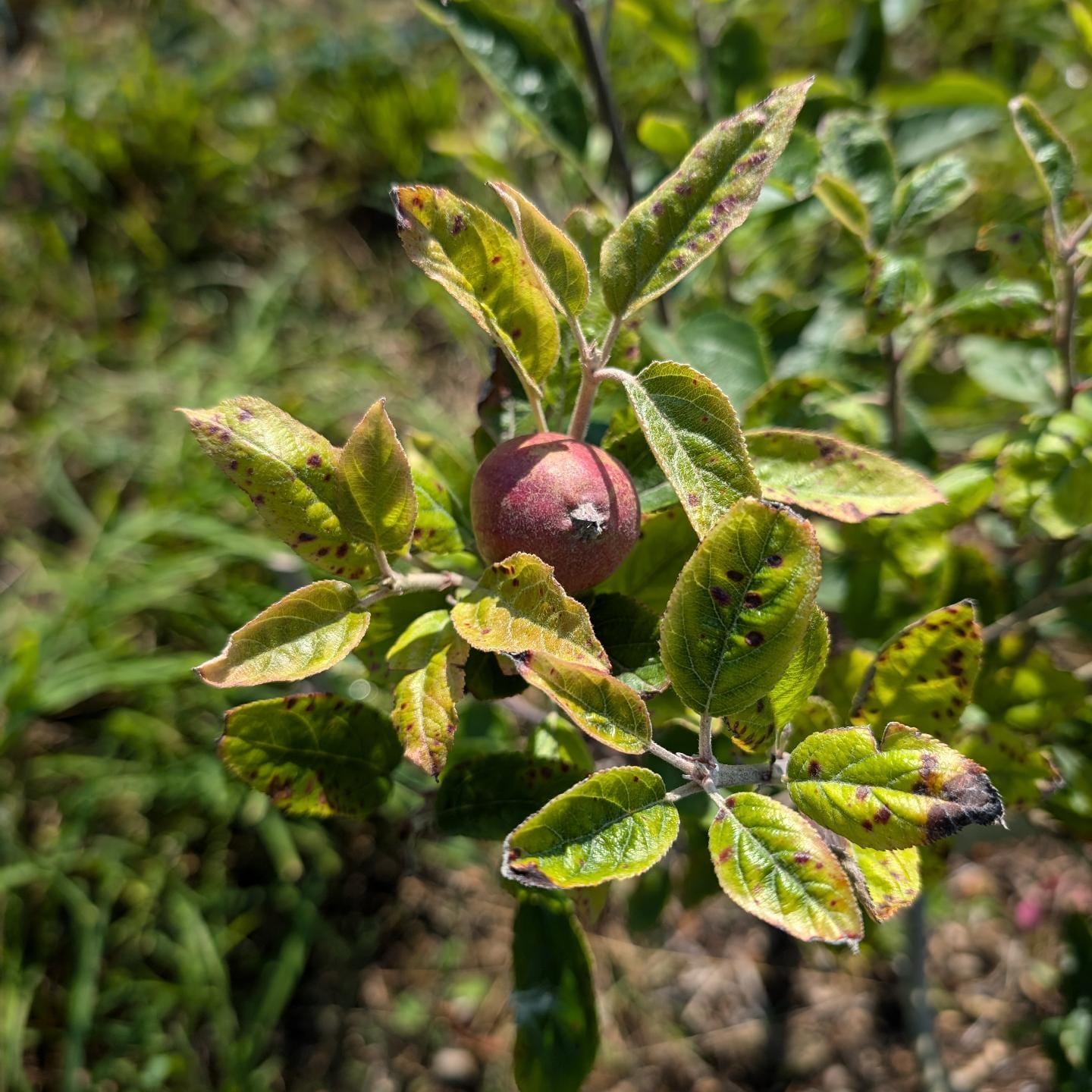 Those leaves could be looking better but that apple is growing so well