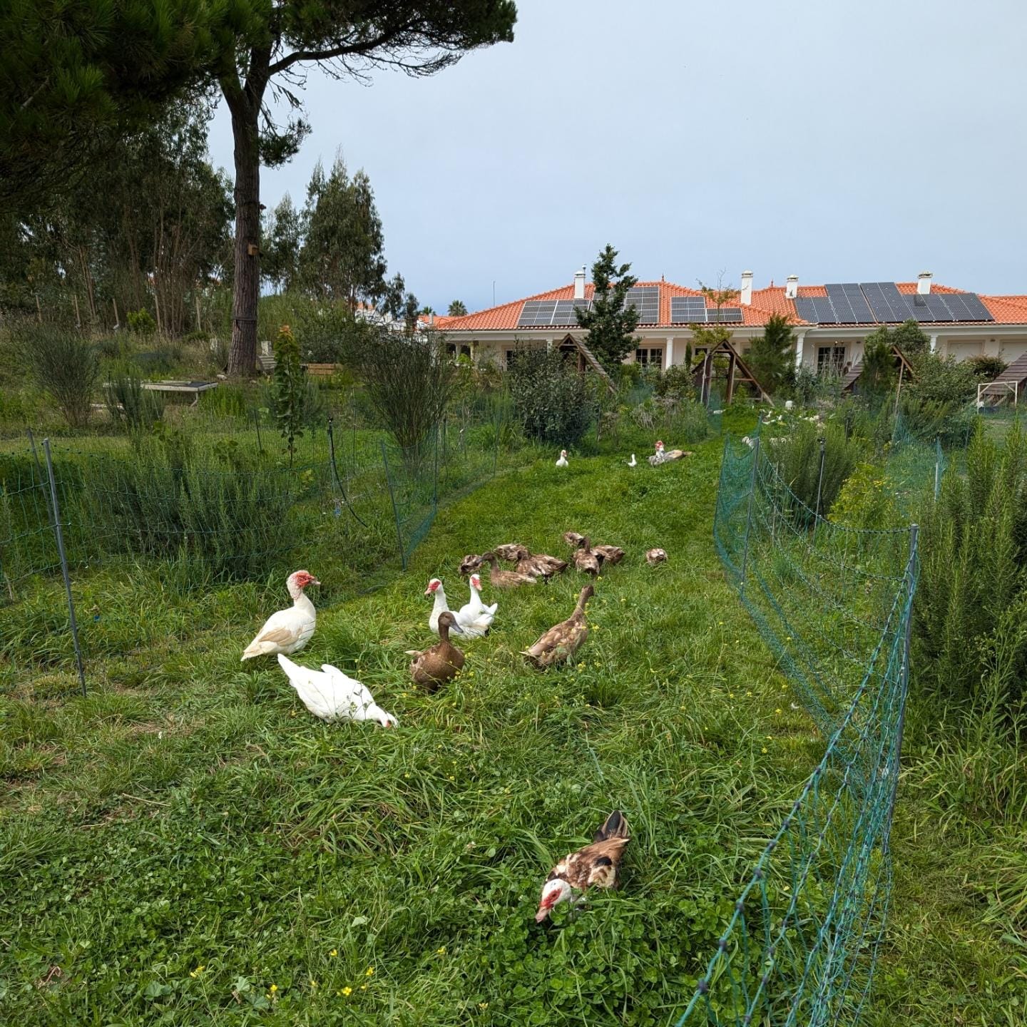 Fresh grass for the adult and teenage ducks and geese