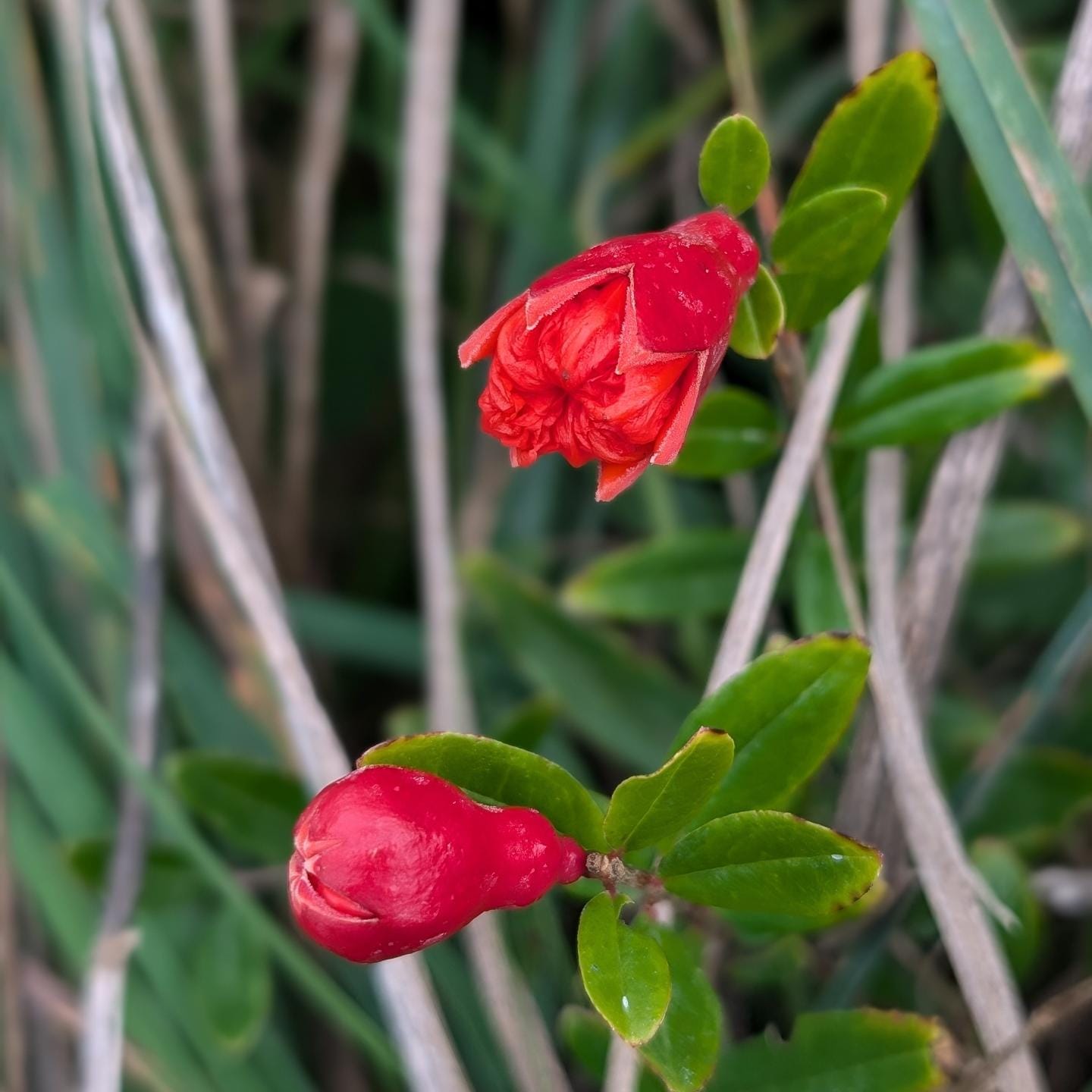 The first time that a pomegranate is flowering!