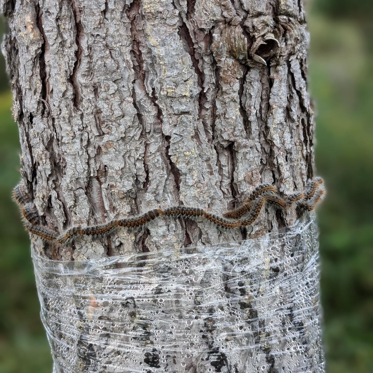 Processionary caterpillar season ramping up