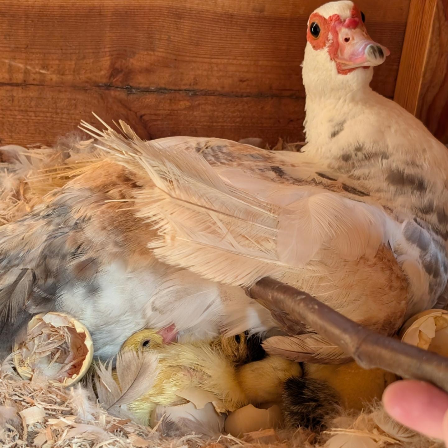 Incoming: mama duck's clutch is starting to hatch