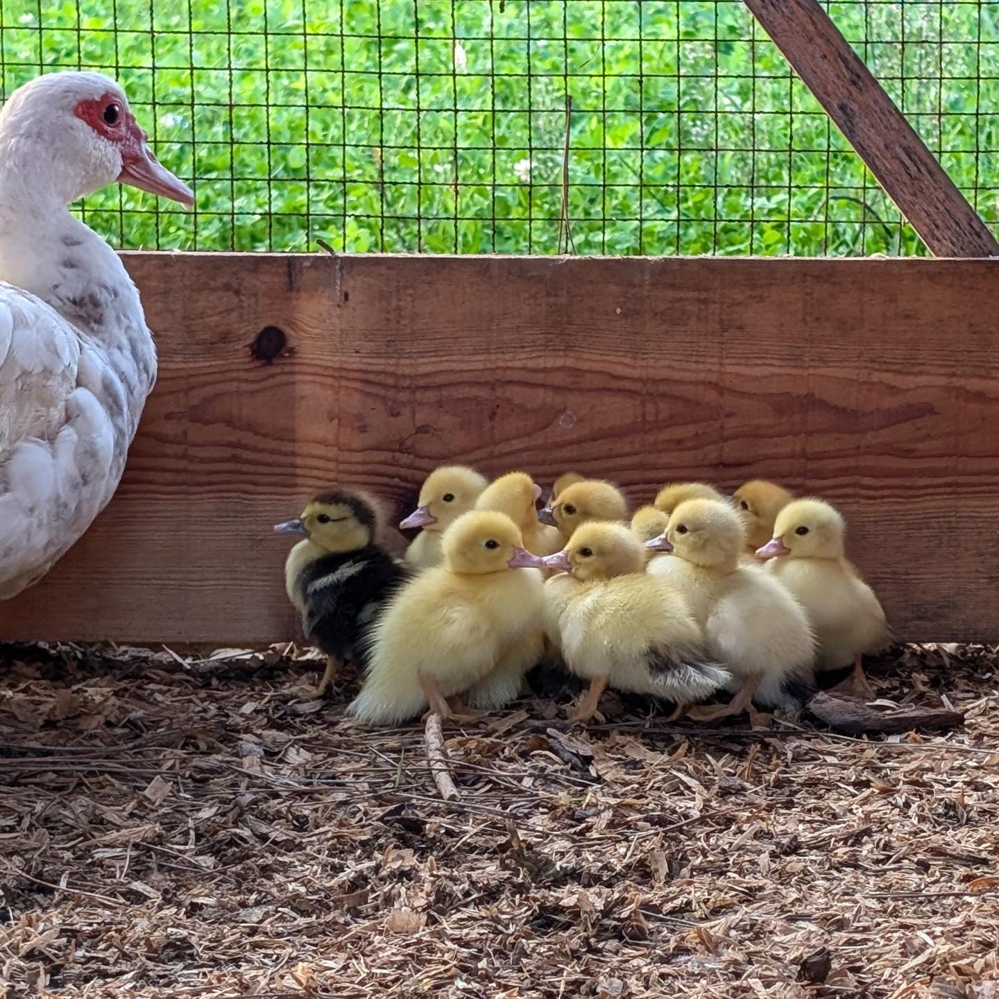 🐤13 wonderful ducklings 🐤