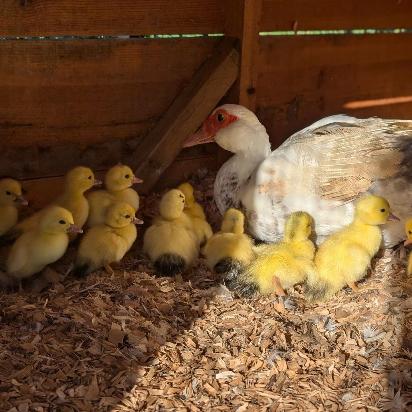 Our ducklings are doing great and so is the proud momma