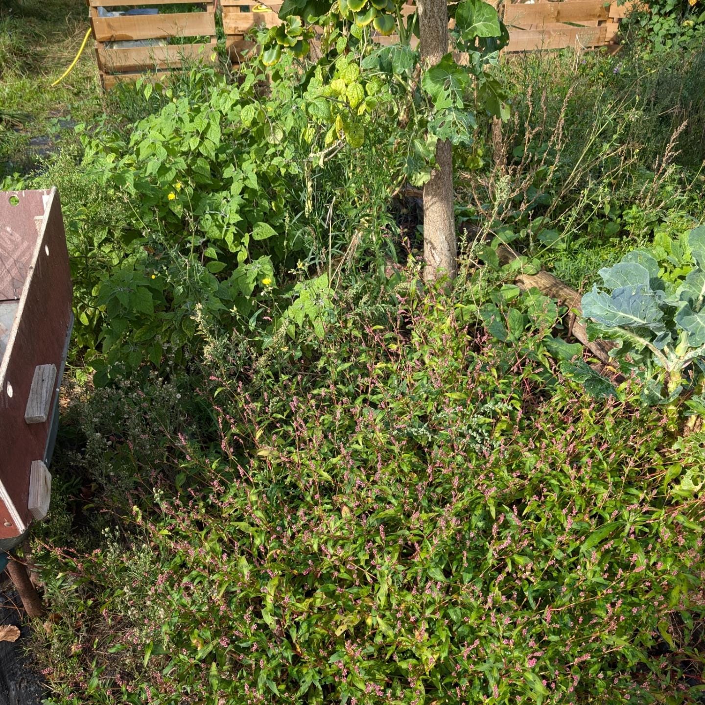 Cleaned up this overgrown veggie garden bed, preparing it for winter crops