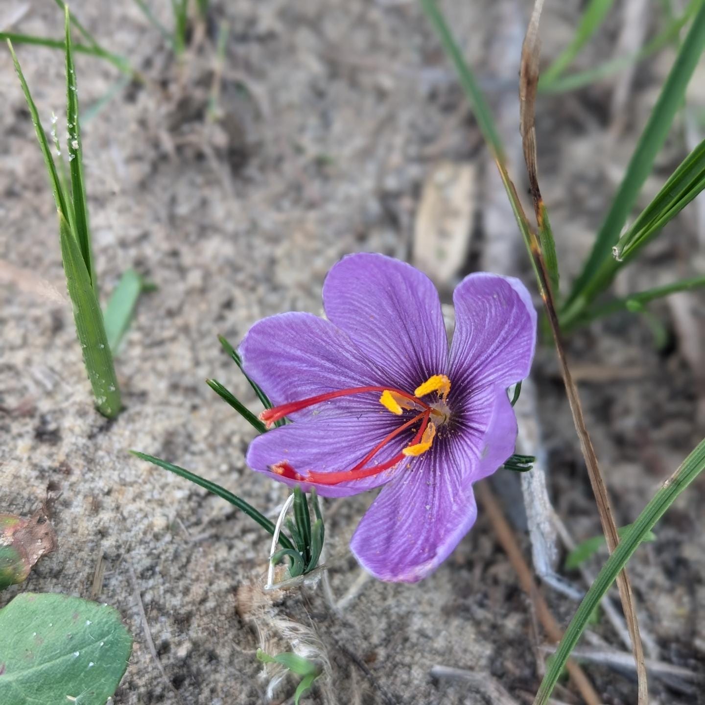 First saffron flower of the year