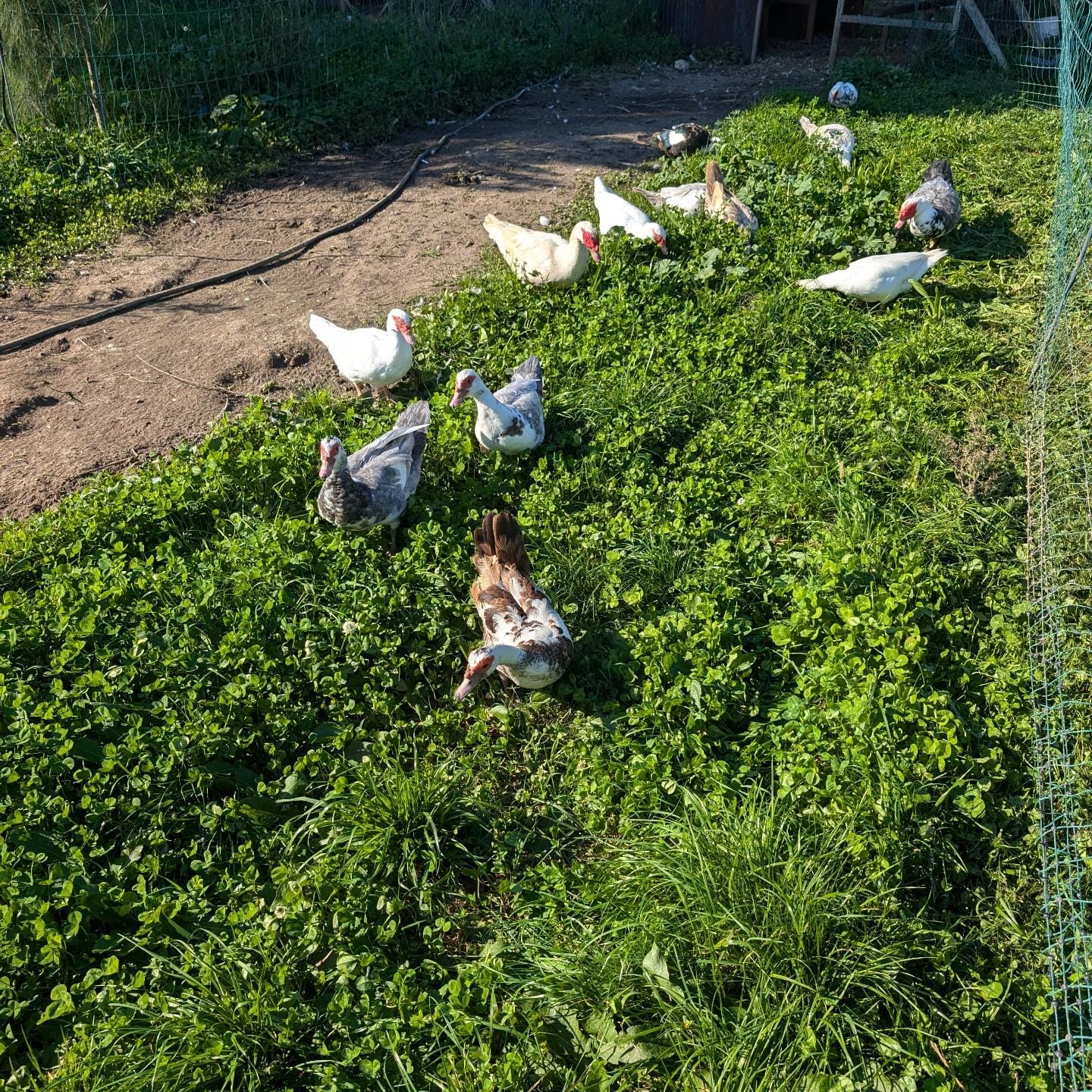 Fresh grass for the birds