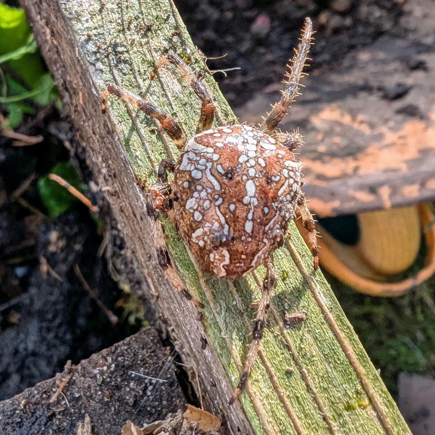 Large European garden spider bothered by my work mixing the compost