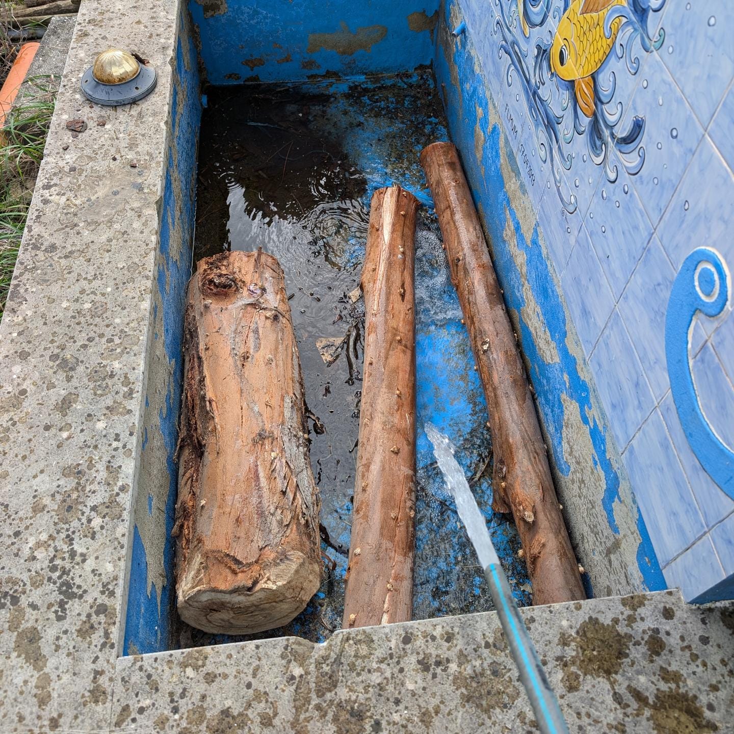 Soaking eucalyptus logs inoculated with shiitake plugs last year