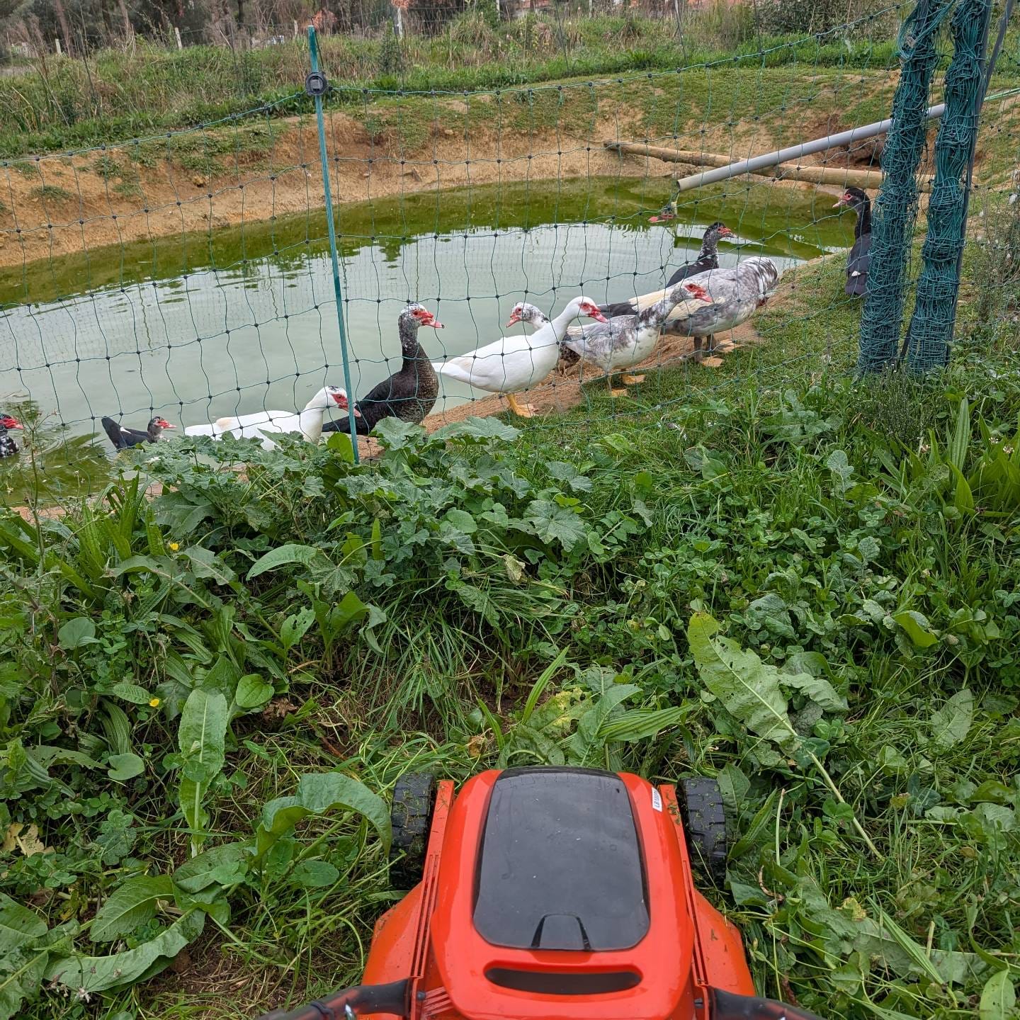 Mowing in preparation for moving the birds to fresh pasture