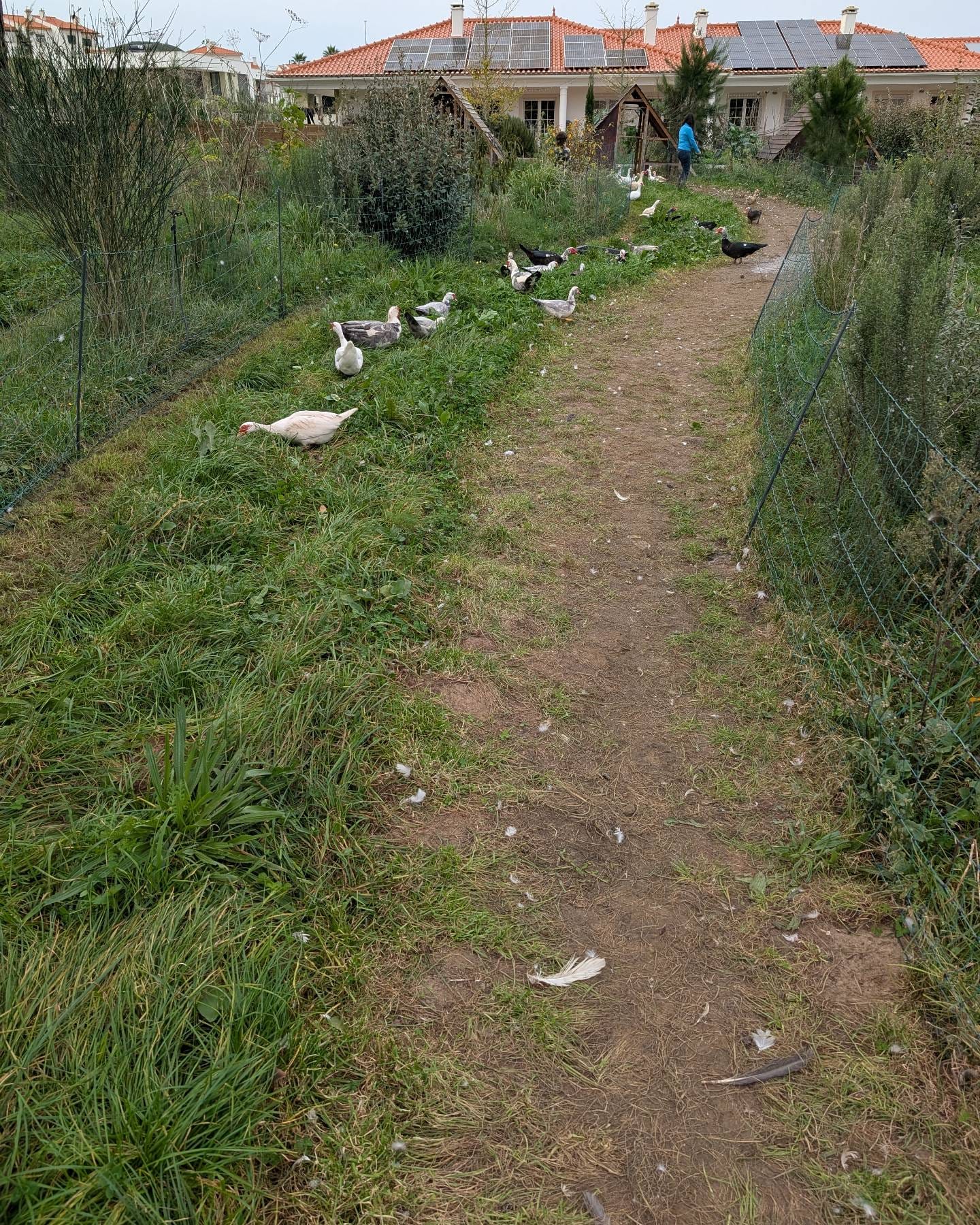 Fresh grass for the birds