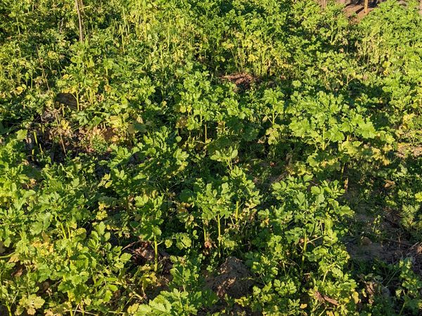 Winter Chop And Drop: Seeking a balance between cover crop growth and protecting young trees