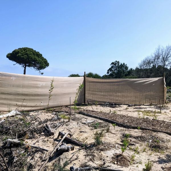 Another #hessian #windbreak, protecting a sandy corner with #nuttrees