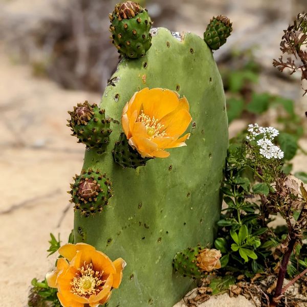 #flowering #pricklypear #cactus