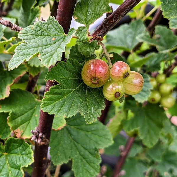 The currants are almost ready 😋