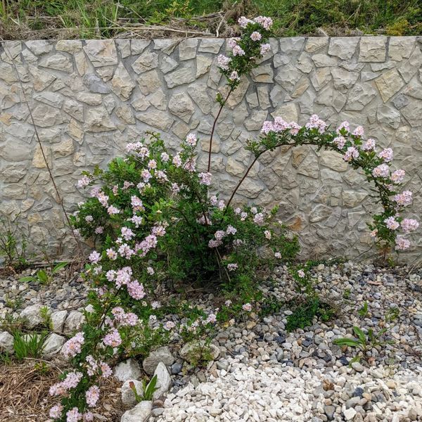 #flowering #bougainvillea (I think)