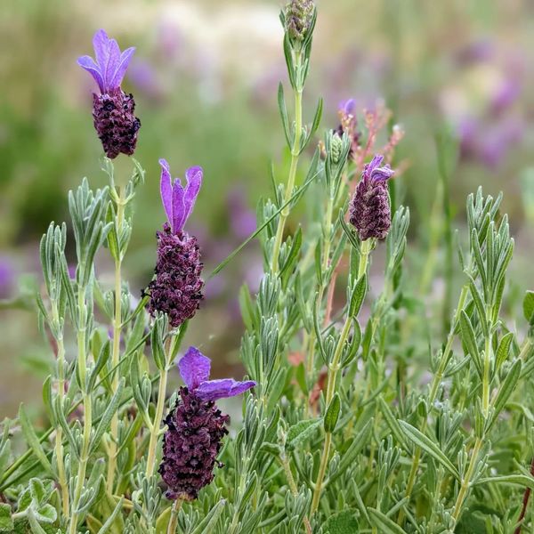 #wildlavender #lavenderflowers