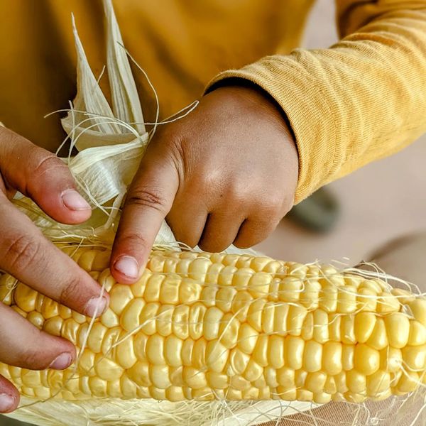 A descamisar milho desde 2022