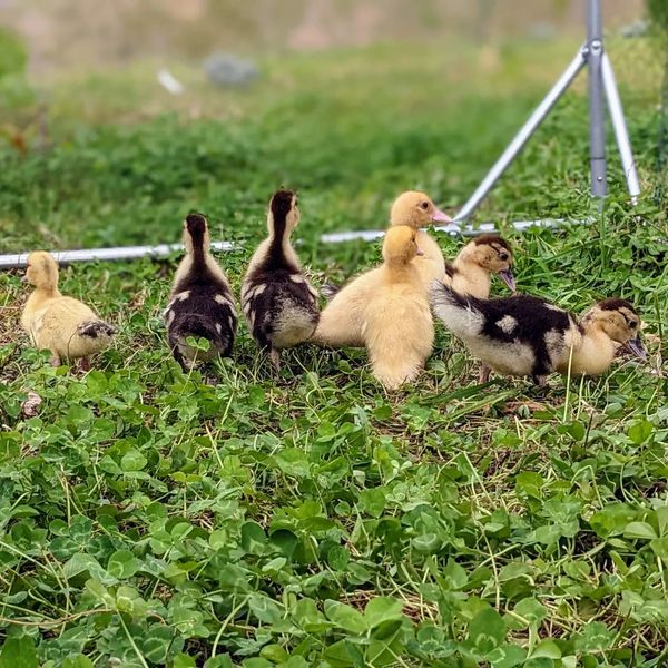 These 7 #muscovy ducklings joined the team today!