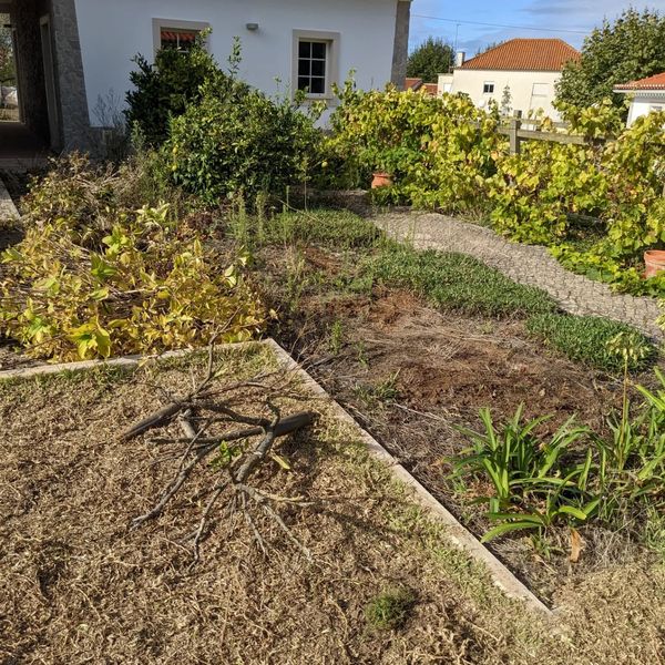 Cutting down dry orange trees and hortênsias from #zone1