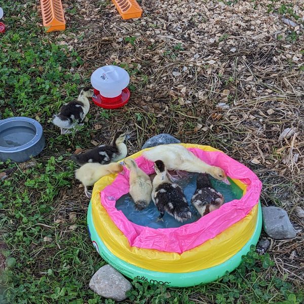 #duck bath time! They'd been treating the kiddie pool with suspicion, but not anymore