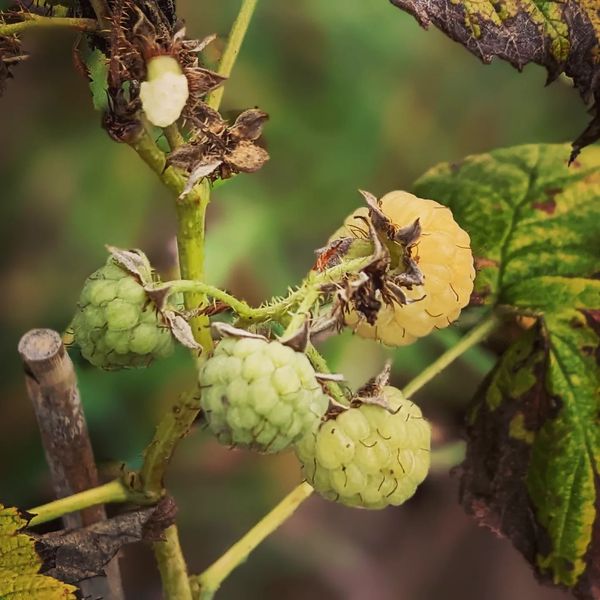 A yellow raspberry fruiting at the moment