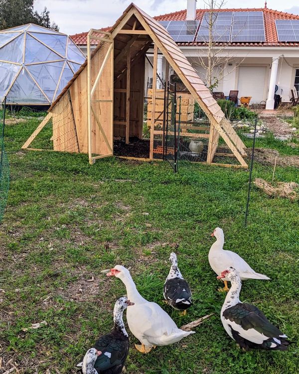The new duck coop is ready for business