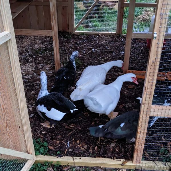 The ducks after entering the new coop by themselves for the first time