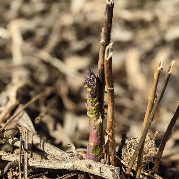 Sooner than expected, our first asparagus are coming