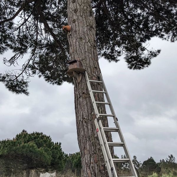 Installing the blue tits nest on the big pine tree trunk