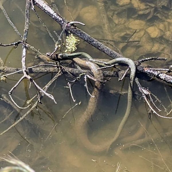 Baby and mama snake sunbathing in the east swale 🥲