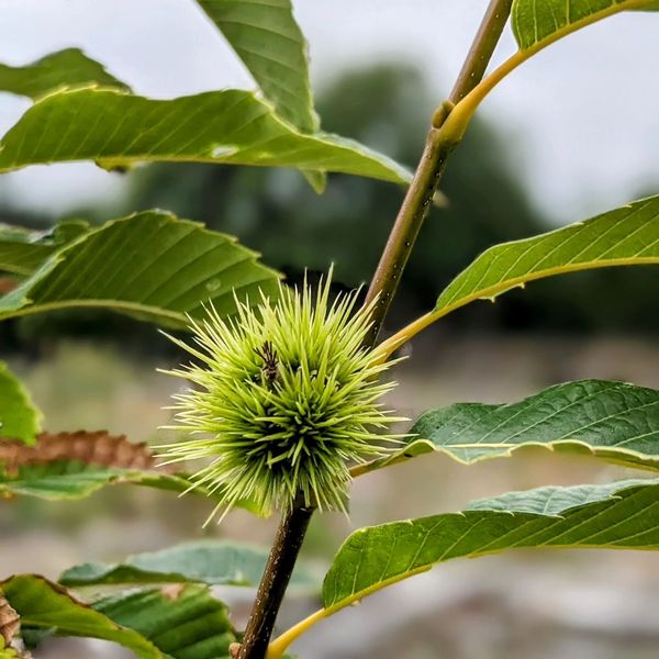 A first single chestnut growing on one of the trees