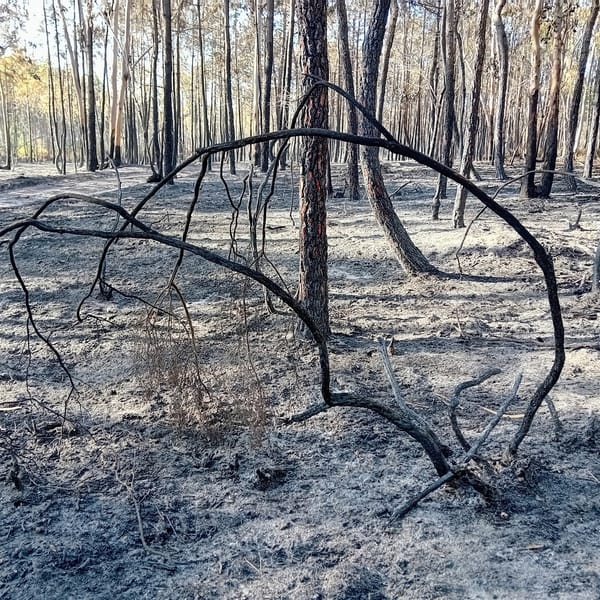 Amidst the beauty of nature's resilience, a reminder of fire's devastating impact