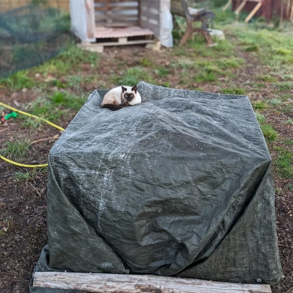 The actively cooking compost pile makes for an excellent cat warmer on a cold night