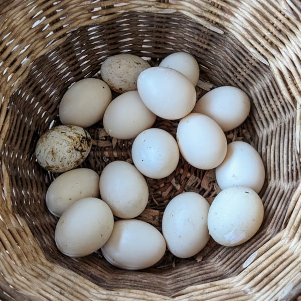 We are selling Duck Eggs !