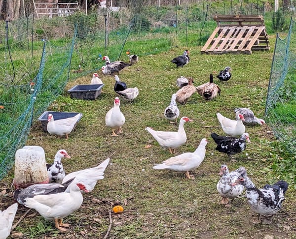 Soil building with ducks and geese