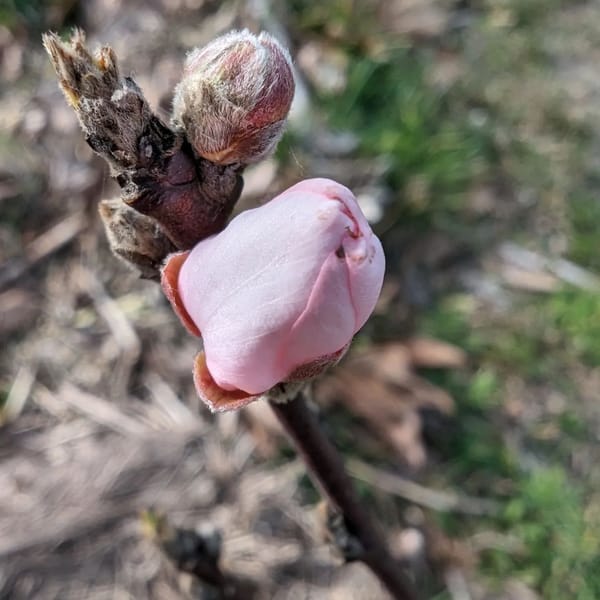 Early spring heralds: nectarine flower bud and already open almond flower