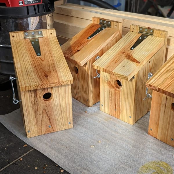 Building blue tit (chapim azul) nest boxes, with some help