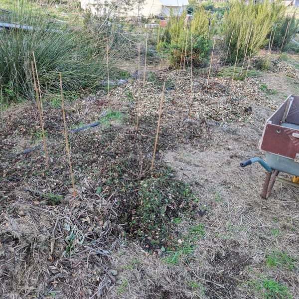 Finished mulching the new berry patch