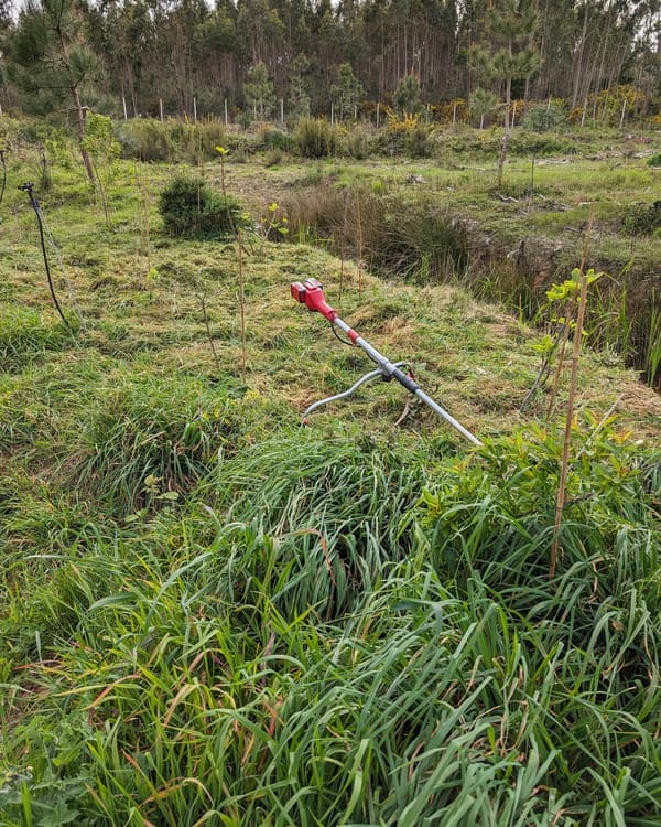 #cleaning the east #swale berm