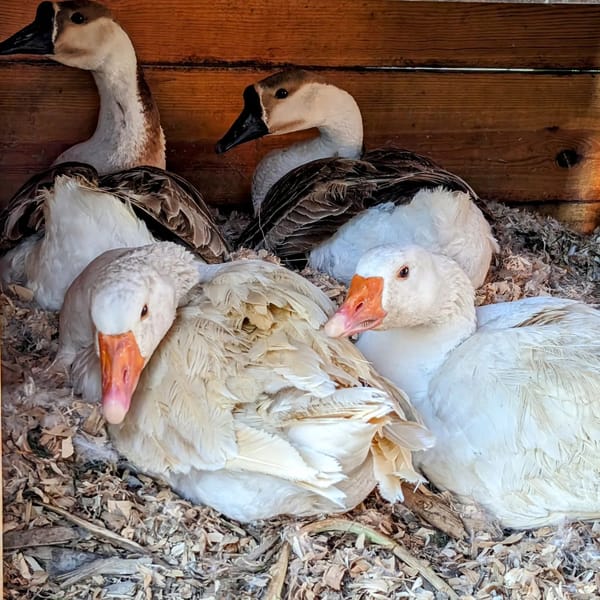 All four female geese seem to be broody now 🧐🤷‍♂️
